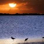 Kolumbijska kawa – od plantacji do filiżanki