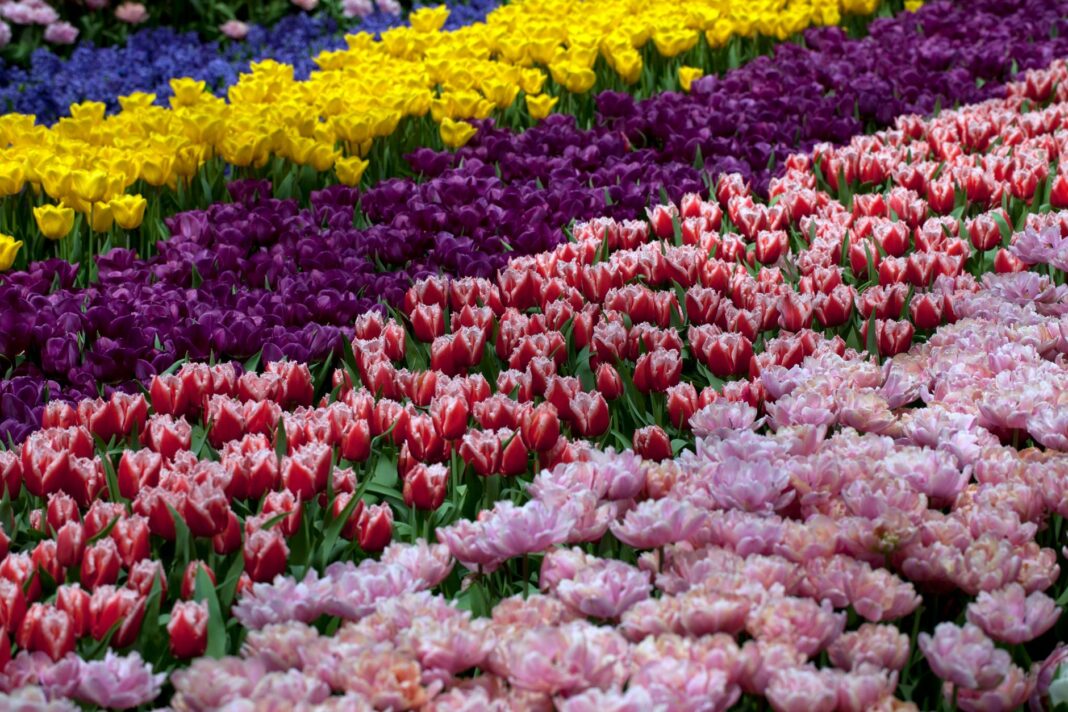 Kolorowe pola tulipanów w pełnym rozkwicie w Holandii