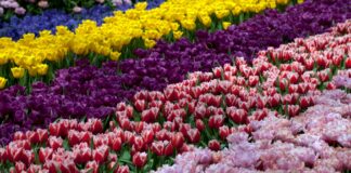 Kolorowe pola tulipanów w pełnym rozkwicie w Holandii