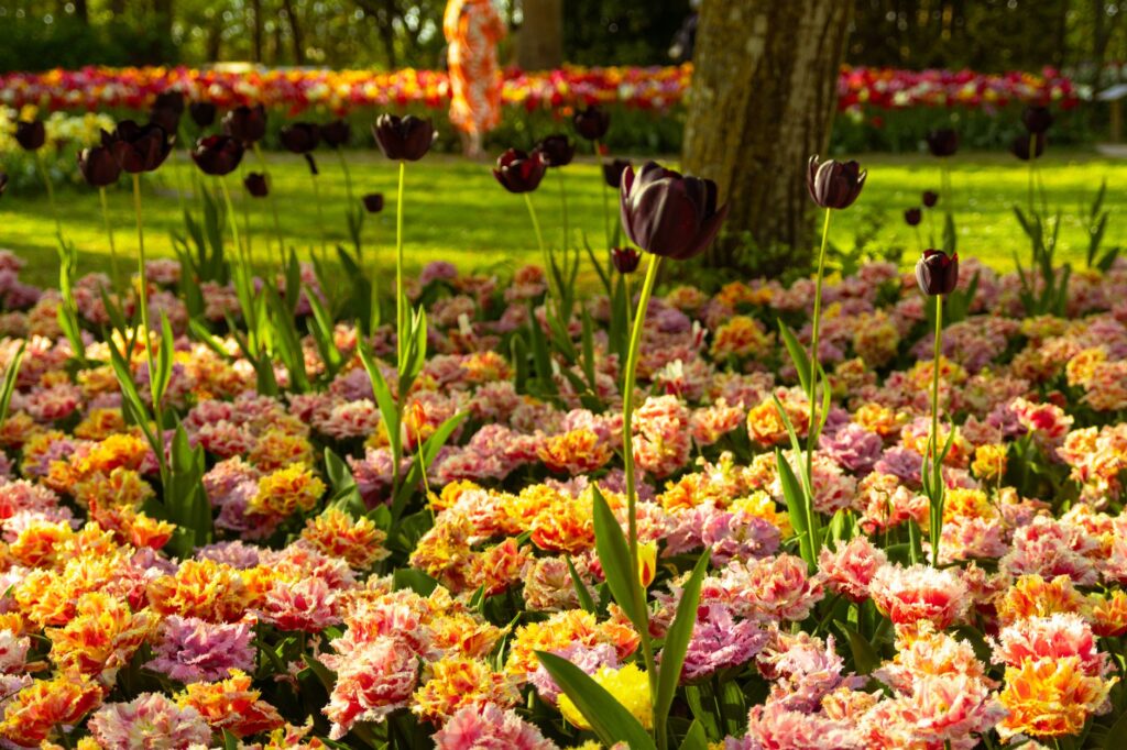 Kolorowe tulipany w ogrodzie Keukenhof w słoneczny wiosenny dzień