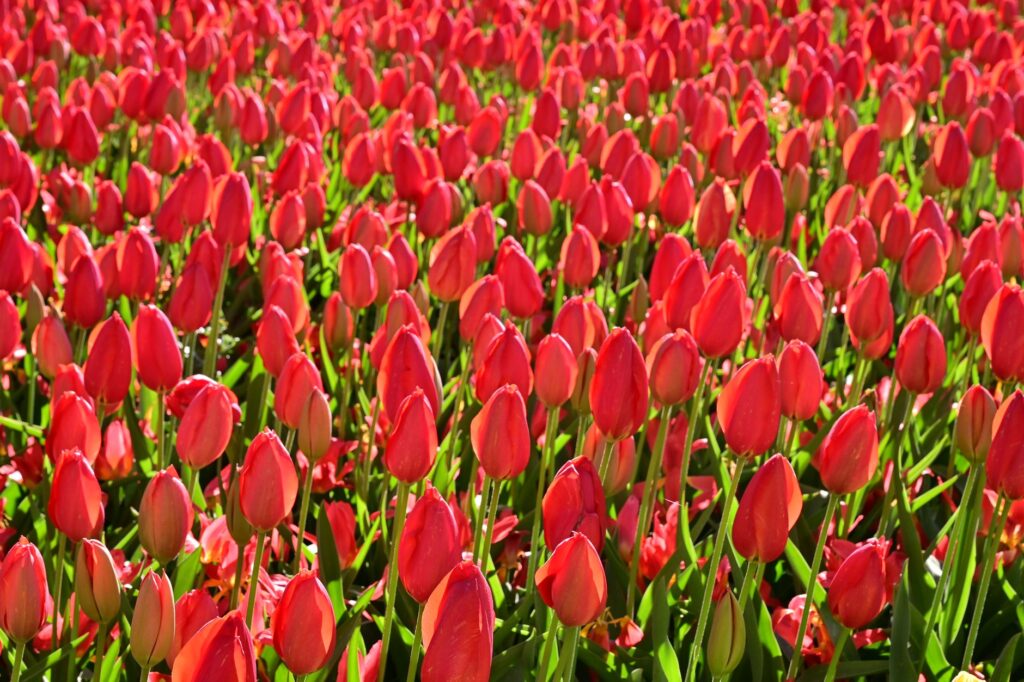 Pole czerwonych tulipanów w Lisse w Holandii pod bezchmurnym niebem